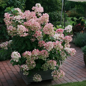 Hydrangea Little Hottie